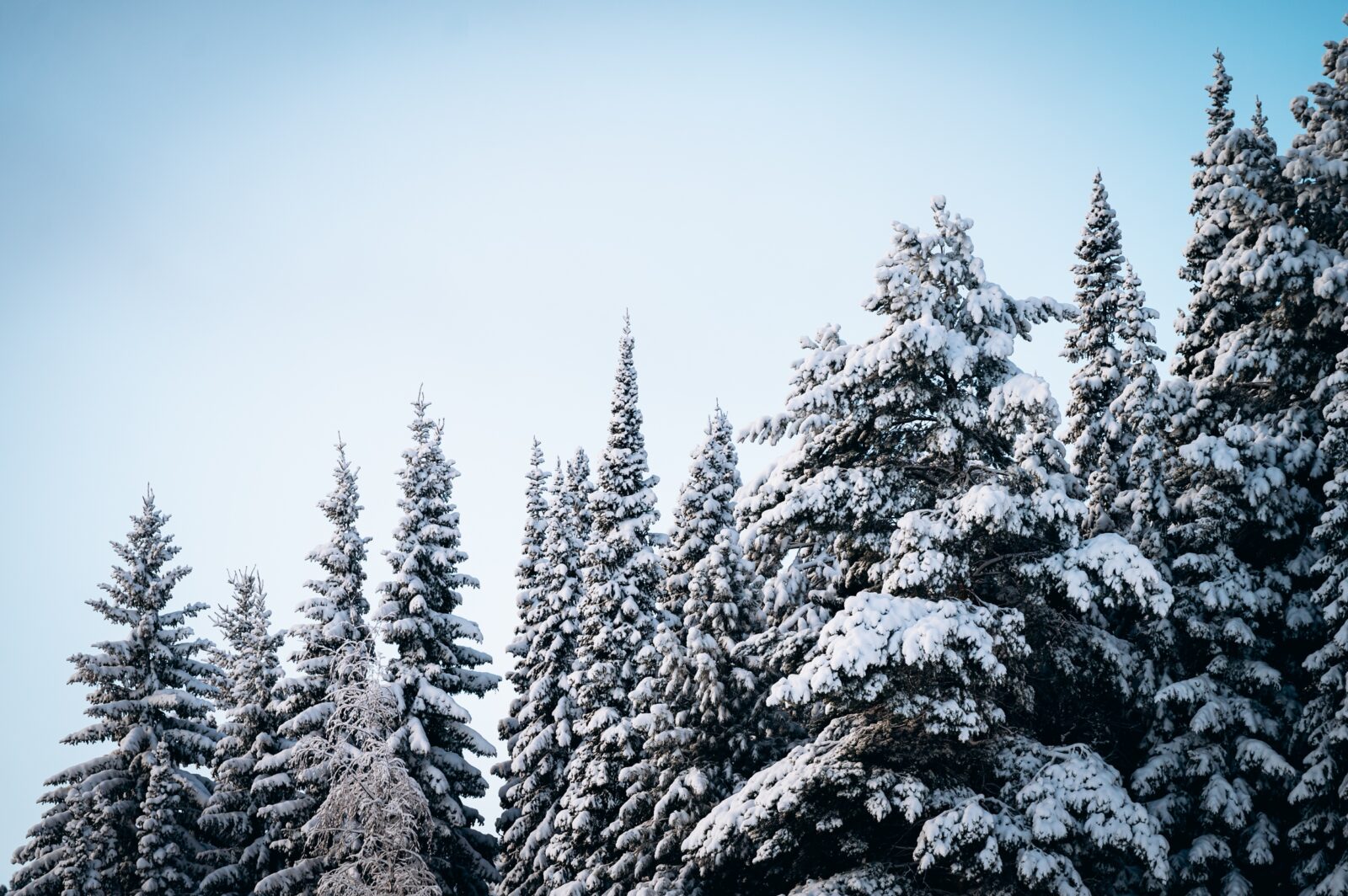 Биатлонист на трассе