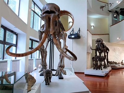 Выставки и постоянные экспозиции